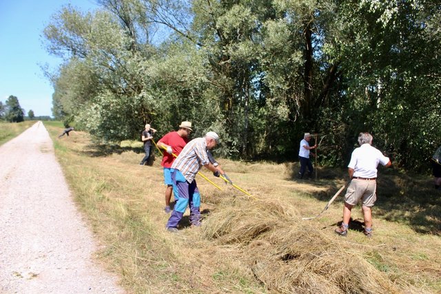 Foto 2: Zusammenrechen des Mähgutes an der Reiherlache am 15.07.2023
